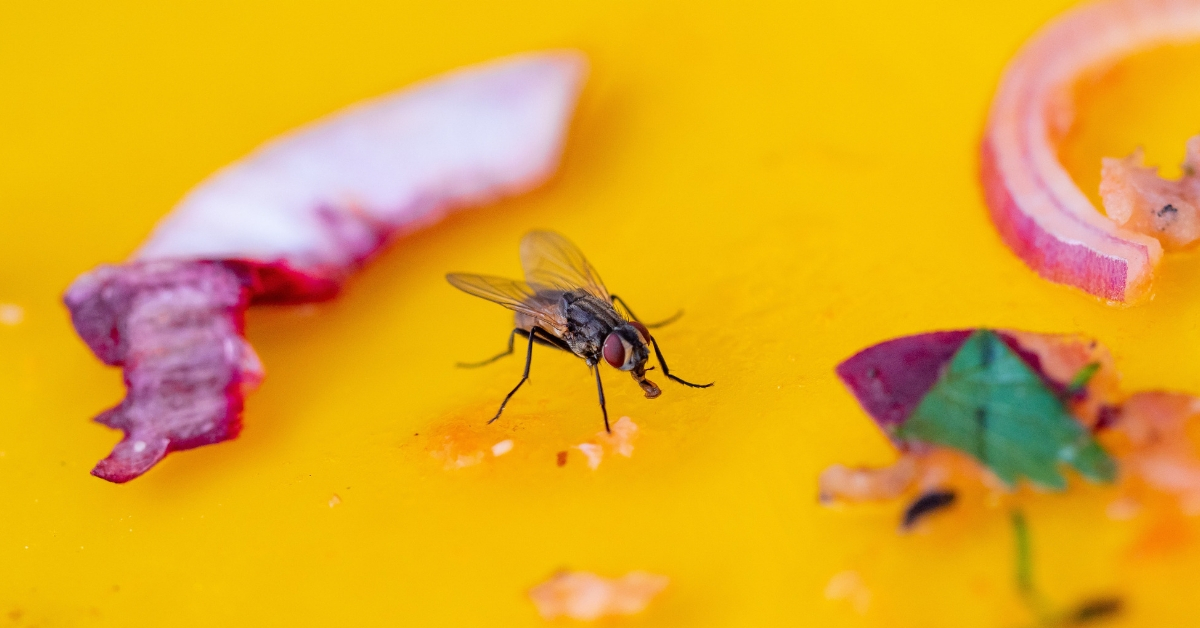 Comment se débarrasser des mouches dans la maison naturellement